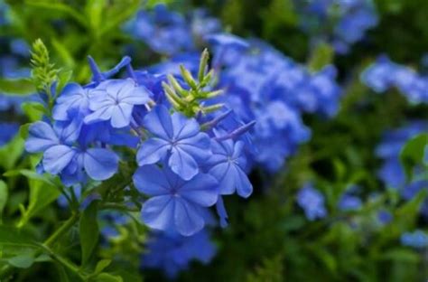 藍雪花風水